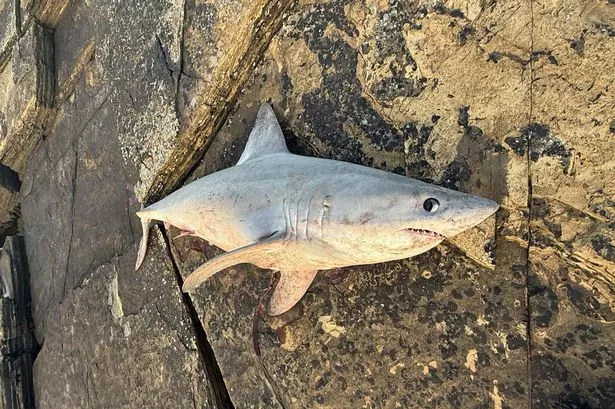 The shark was discovered near the shore in Wick