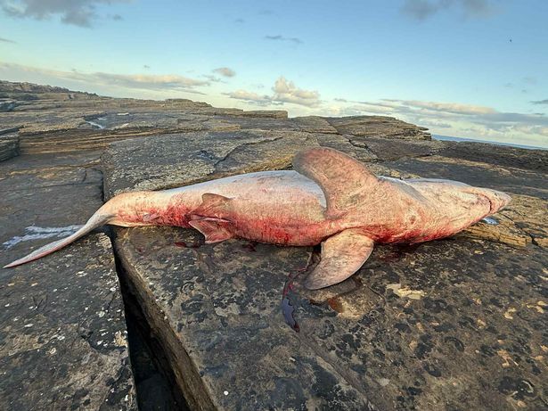 The shark was found bloodied lying on rocks
