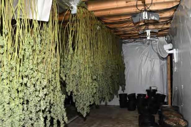 A massive cannabis farm has been uncovered in Cheetham Hill