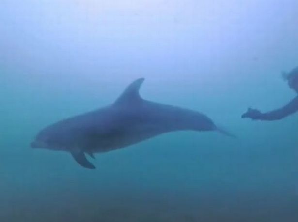 Dolphin near Torquay.