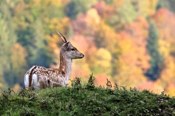 Fallow deer