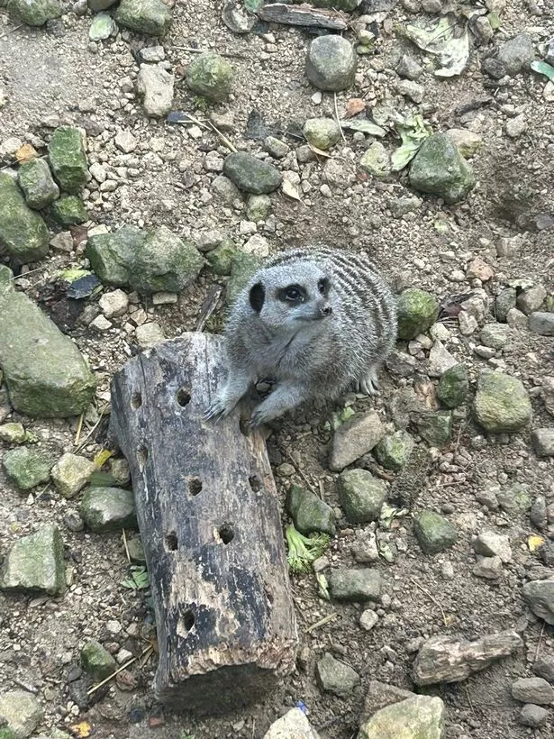 Feeding the meerkats at the Tropical Butterfly House was a highlight