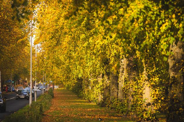 The tree-lined path along Erwood Road