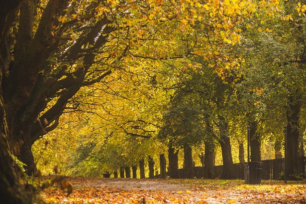 Autumn colours in Cringle Park, Levenshulme