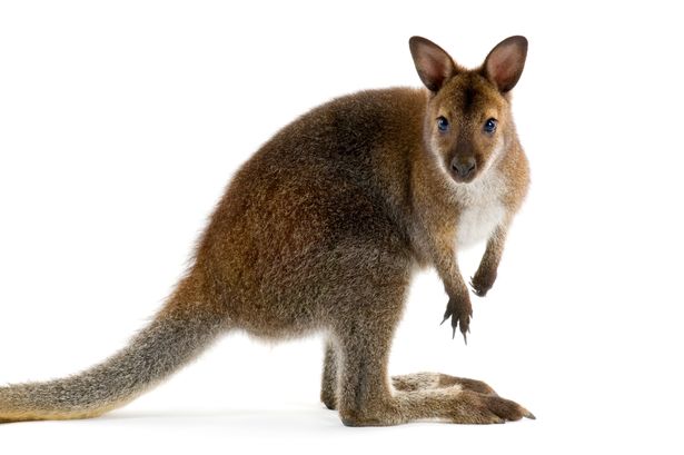 The animal was discovered on a back road in the Ballyskeagh area