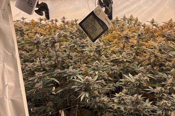 One of the cannabis farms in Rochdale