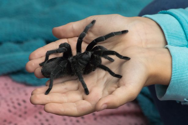 tarantula
