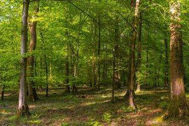 They set up a camera deep in the forest (stock)