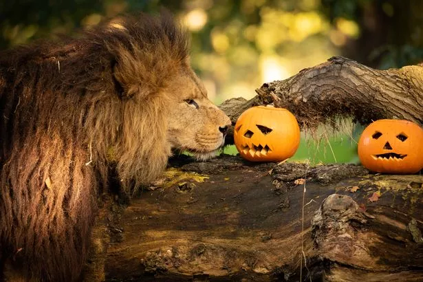 Kids go free to Knowsley Safari