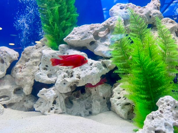 There's a bigger aquarium 