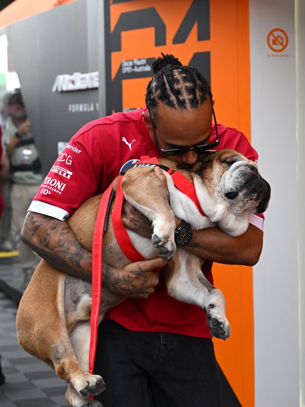 Lewis Hamilton holds his bulldog Roscoe while walking in the F1 paddock