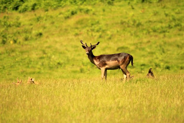 deer
