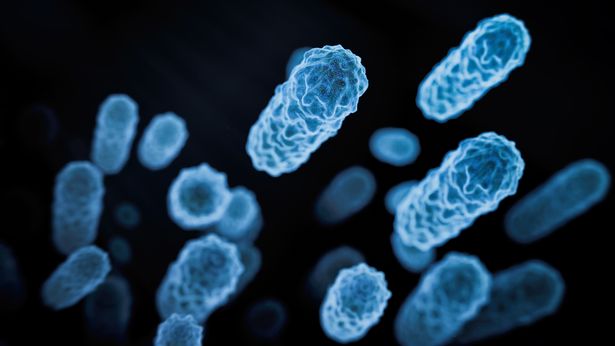 Tuberculosis Bacteria. The Victorian era disease is soaring in England