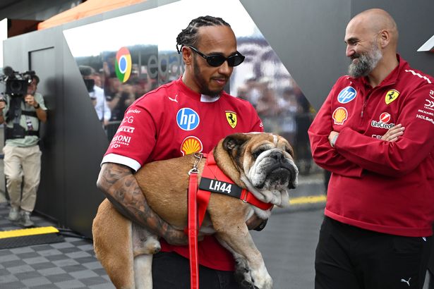 Lewis Hamilton of Great Britain and Scuderia Ferrari in the Paddock with his dog Roscoe during practice ahead of the F1 Grand Prix of Great Britain at Silverstone Circuit on July 04, 2025 in Northampton, England.