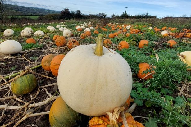 Pumpkins