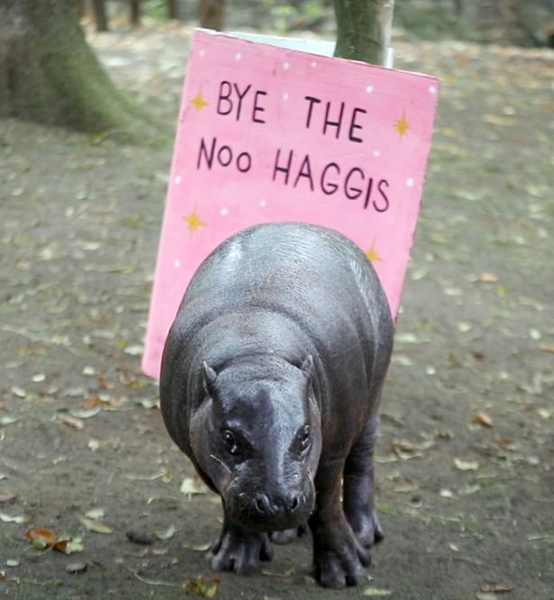 Haggis has been given a goodbye card as she prepares to leave for Wingham Wildlife Park, near Canterbury