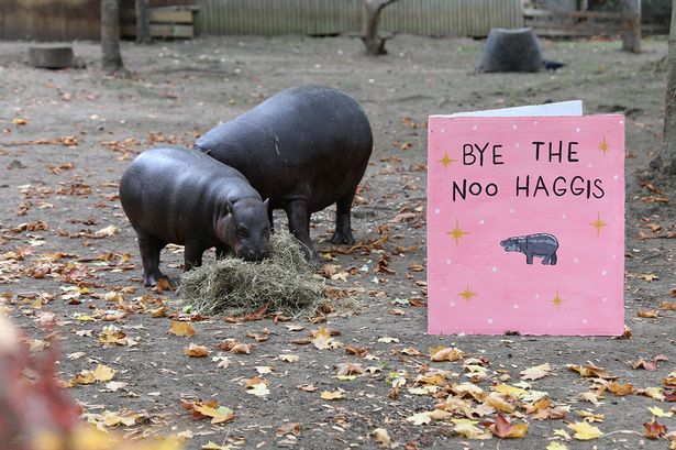 Haggis the hippo is leaving Edinburgh Zoo this weekend