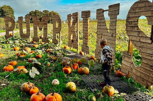 The farm holds an annual pump0kin picking festival
