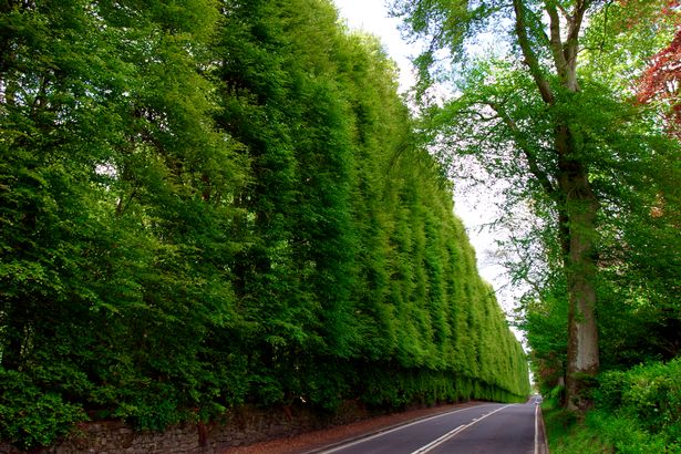 Meikleour Beech Hedge