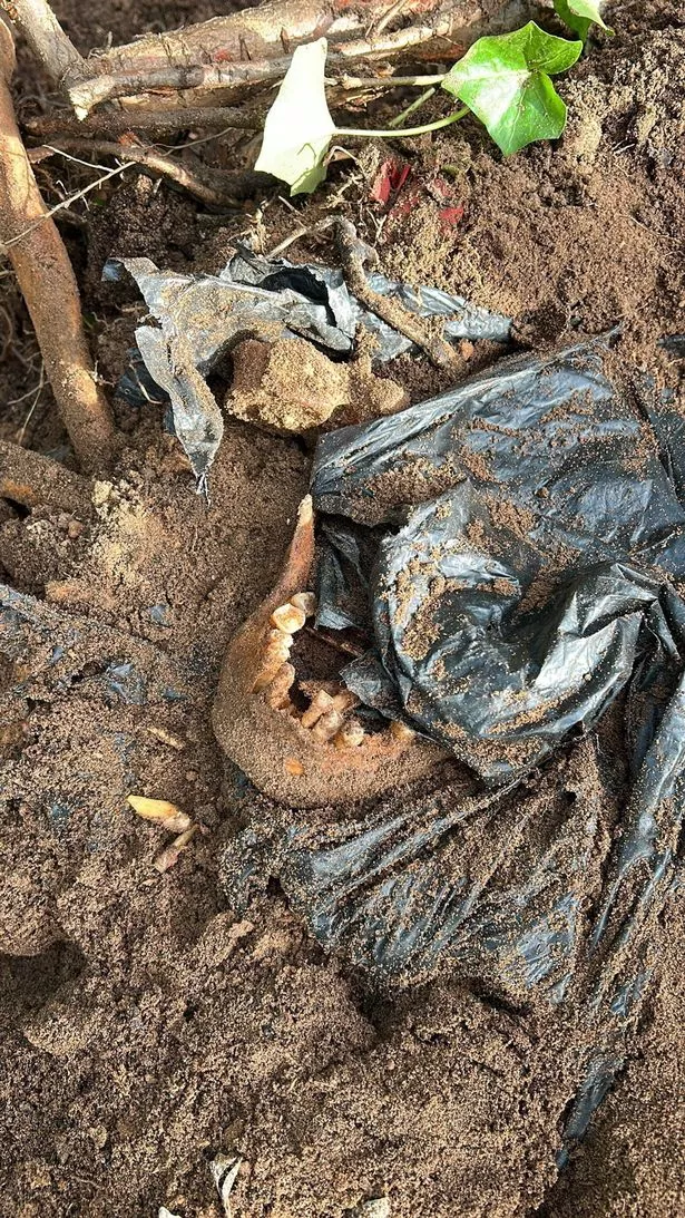 The black plastic bag is pictured next to the bones found inside it