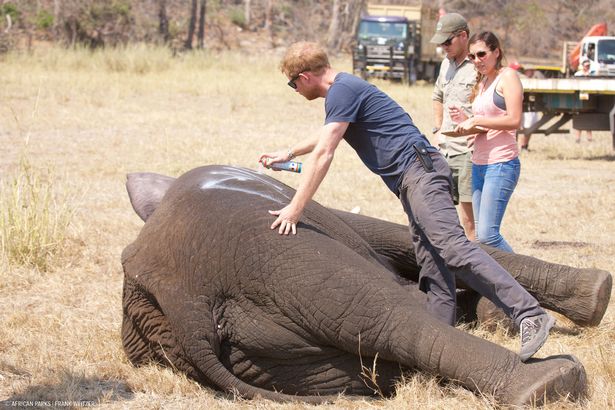 Prince Harry worked in Malawi with African Parks as part of an initiative involving moving 500 elephants over 200 miles across the country in 2016