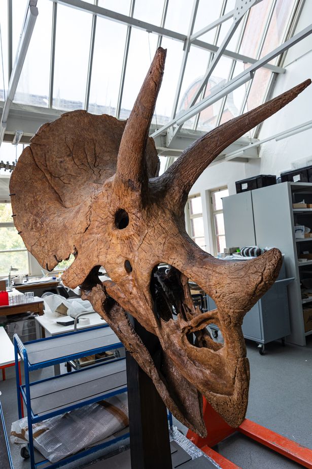 Triceratops: Eat, Roam, Repeat will run until February 22, 2026