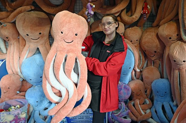 Cuddly toys on display