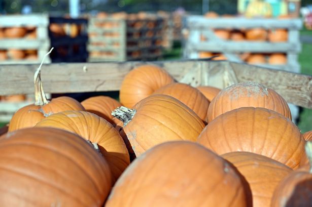 Pumpkins galore