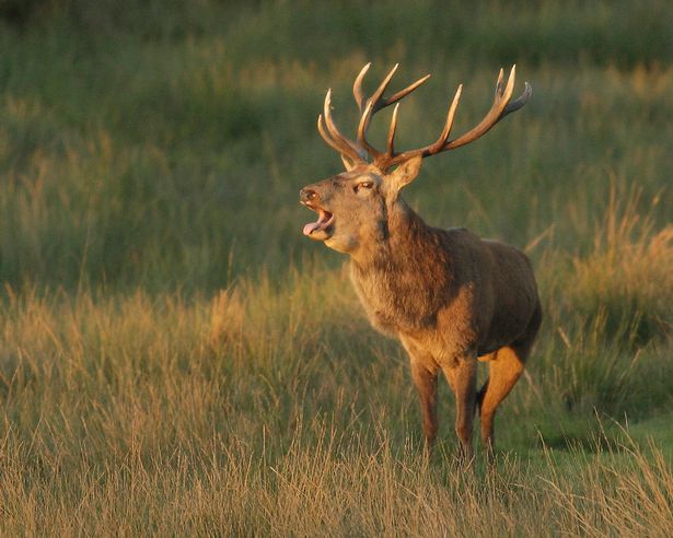 Red Deer Stag at Margam Park
