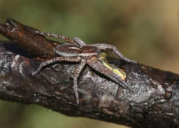 A Fen Raft spider