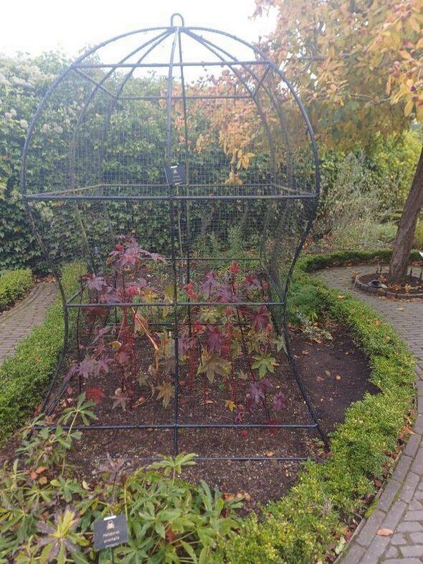The castor oil flower behind a cage