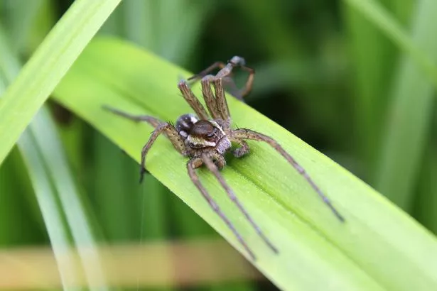 A Fen Raft Spider