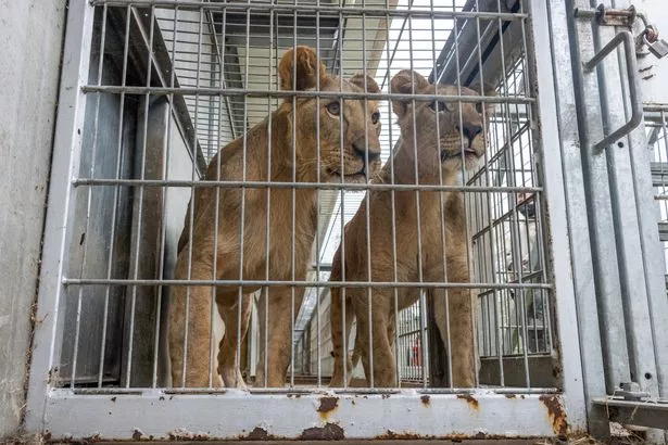 Rafael, and Shanti, rescue lions