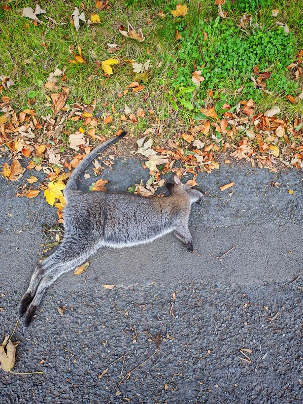 An image of a grey coloured wallaby lying on a roadside dead.  