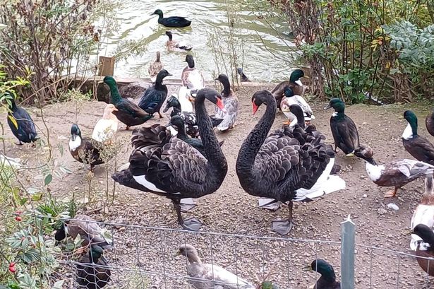 Reggie the black swan with his new 'wife', a female black swan at Dawlish Waterfowl Centre