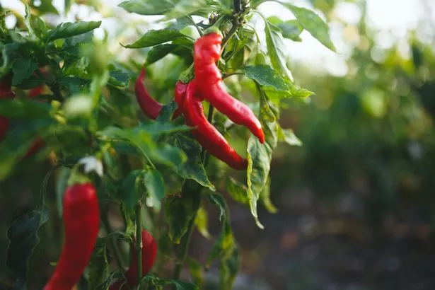 Spicy and hot flaming red chilli growing in an organic vegetable garden.