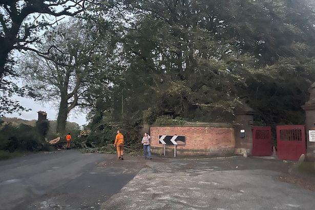 Worker "30 seconds" from being crushed as tree fell on Back ‘O’ Th Town Lane