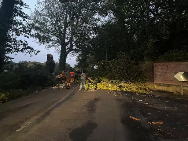 The "big" tree is blocking the road