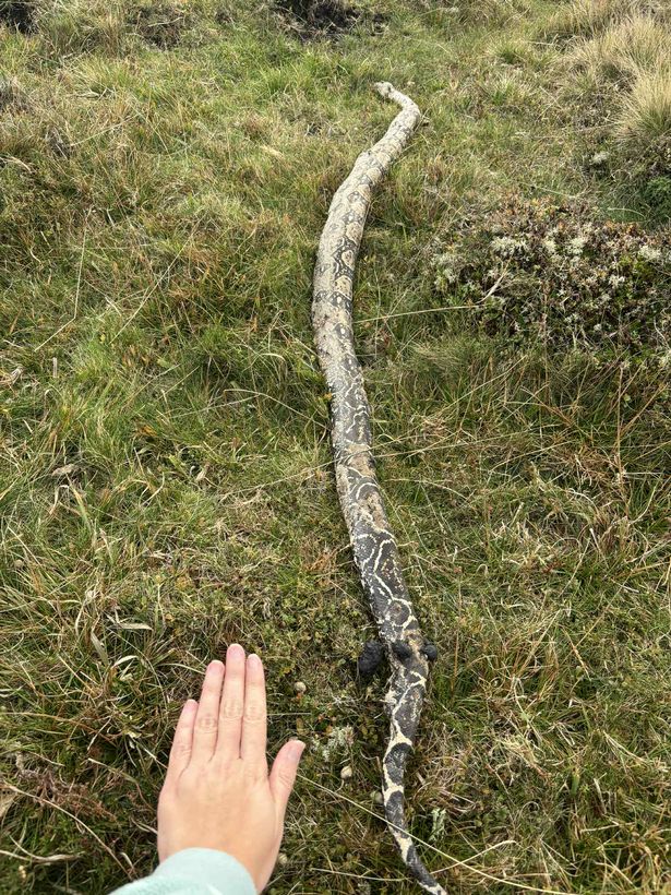 A huge snake next to a hand