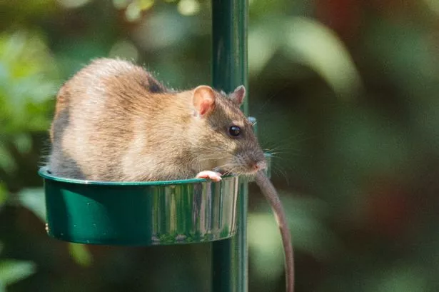 Rat in bird feeder