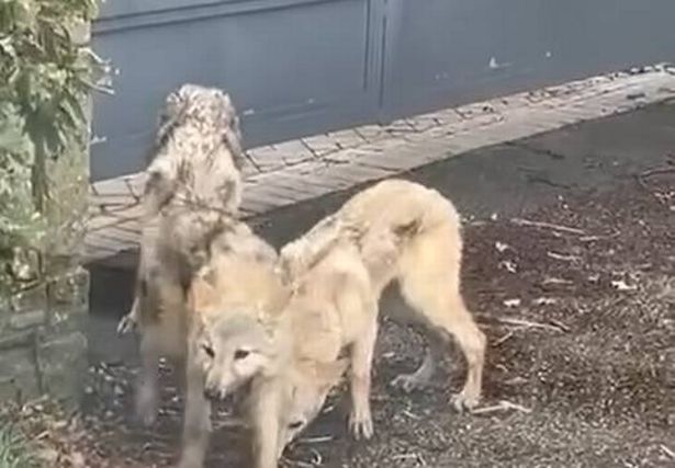 The animals seen roaming Preston