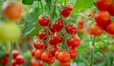The Italian Ministry of Health has implemented a sampling and testing plan to detect the bacteria in varieties of cherry tomatoes sold in Italy