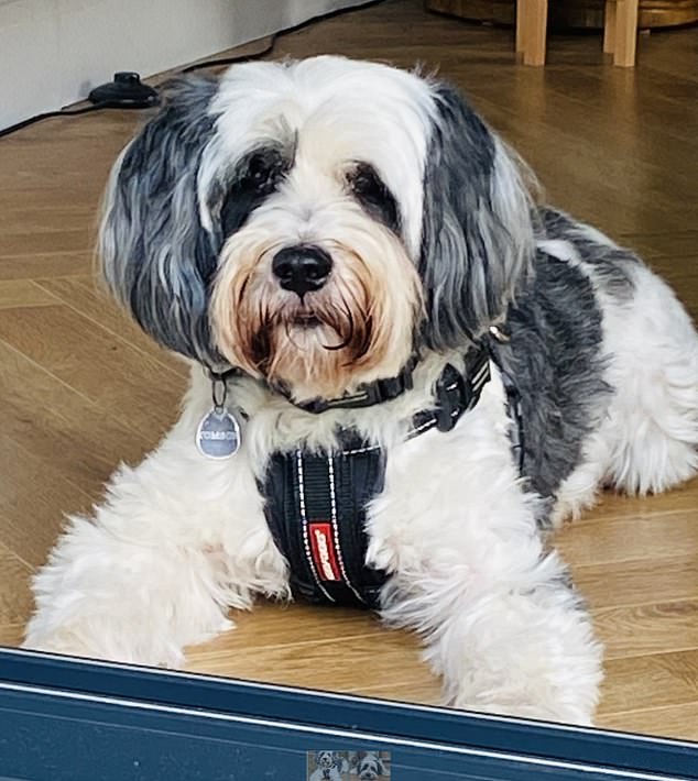 Billy was diagnosed with inflammatory bowel disease (IBD) and Pip was advised to put him on a vegan diet to ensure he was no longer in pain