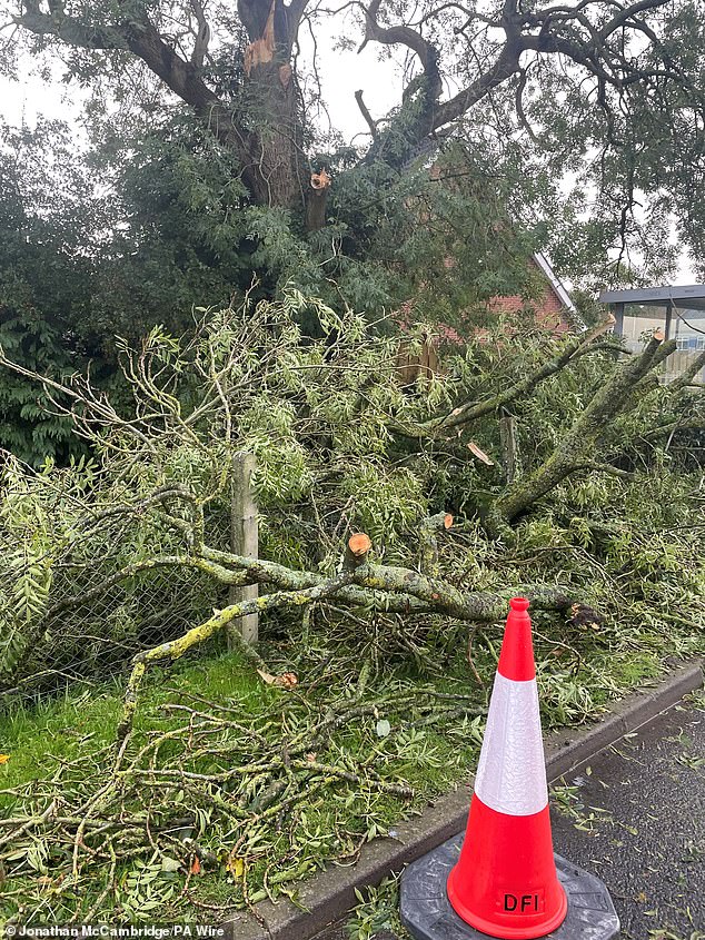 A fallen tree was spotted at Ravernet, near Lisburn, in Northern Ireland, as strong winds kicked up across the UK