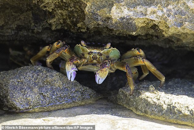Green crabs can be found on both coasts of North America, Australia, Argentina, Japan and South Africa