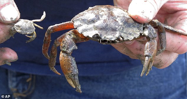 Experts say that one way to combat the crustacean's spread is to eat the creature