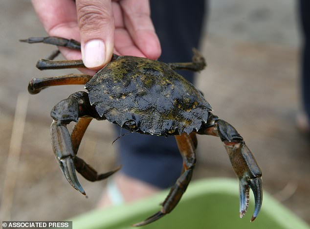 They can be identified by counting the five spines behind the eye on each side of its shell