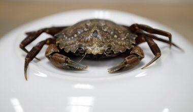 The green crab, one of the world's 'most invasive species,' is now on the East Coast