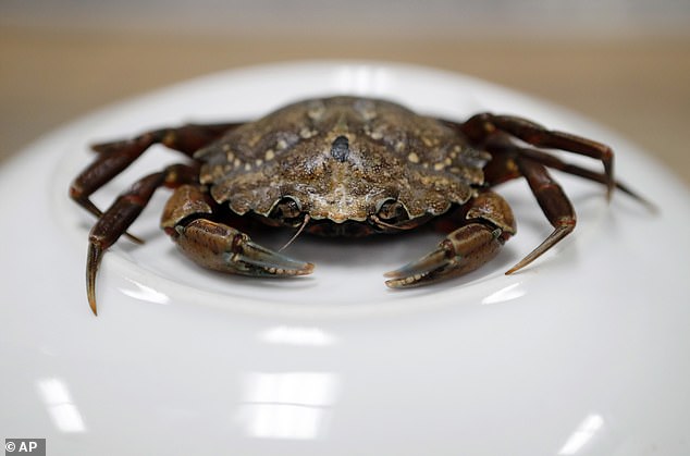 The green crab, one of the world's 'most invasive species,' is now on the East Coast
