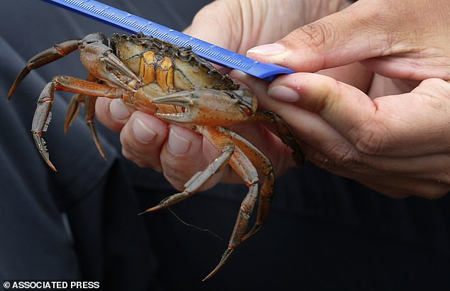 Green crabs are not always colored green, as they can have shades of brown and yellow